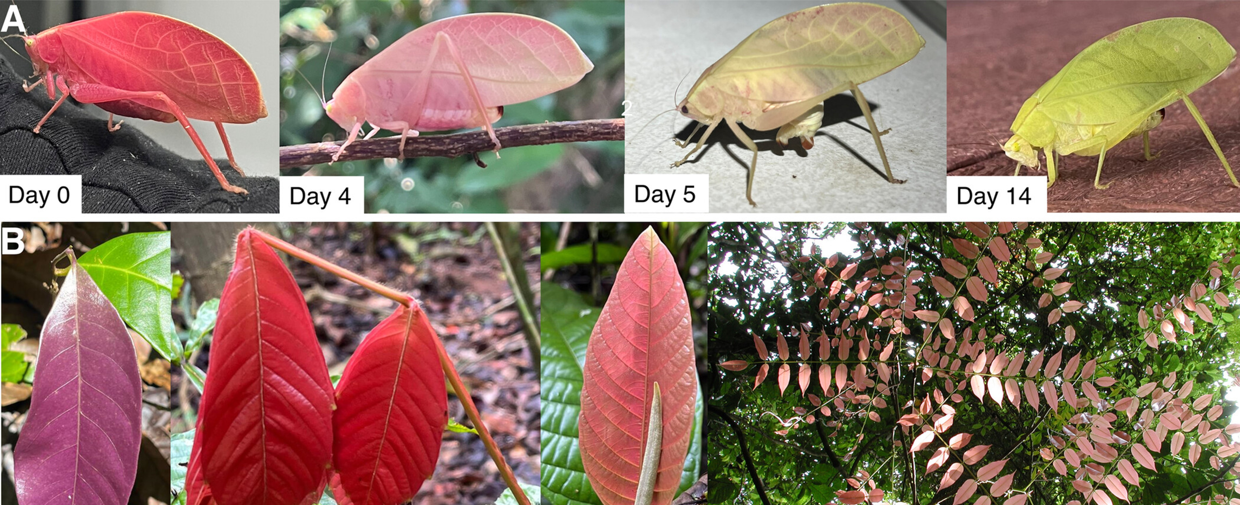 Evolution of this individual katydid (A) and local plant species that show delayed greening Paullinia bracteosa, Coccoloba manzinellensis, Inga ruziana, and Andira inermis Evolution of this individual katydid (A) and local plant species that show delayed greening Paullinia bracteosa, Coccoloba manzinellensis, Inga ruziana, and Andira inermis